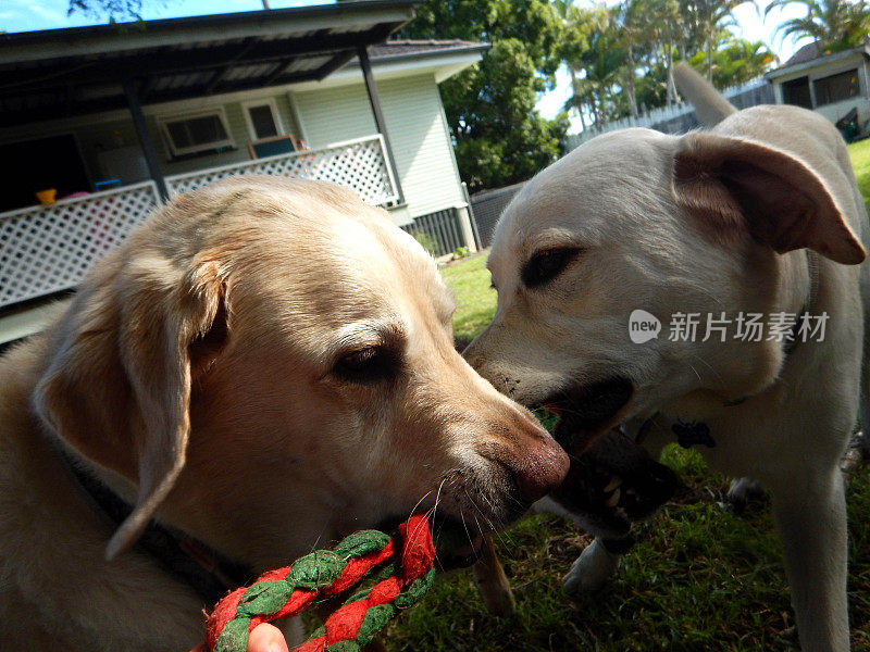 两只金毛猎犬在玩自己的皮带