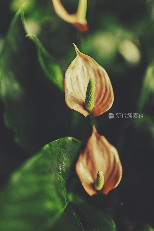 花烛属植物的热带花朵