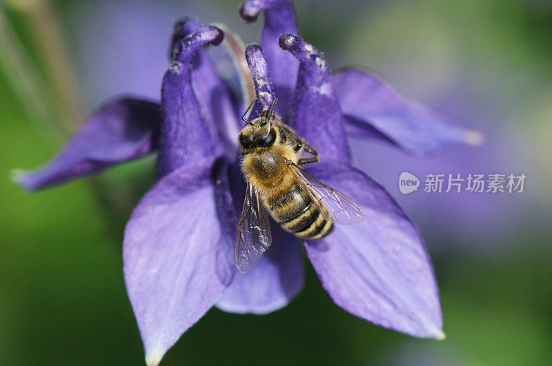 在哥伦拜恩吃蜜蜂