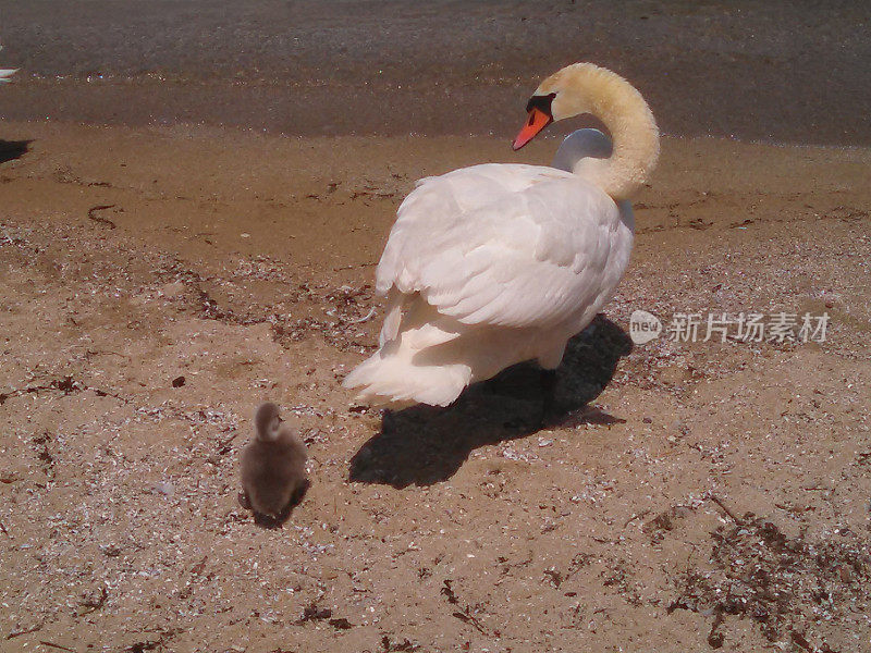 母亲和婴儿天鹅湖日内瓦瑞士