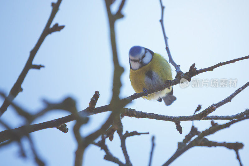 小bluetit