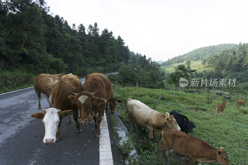 牛群穿过山谷中的道路