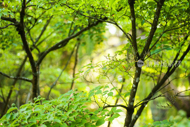 山茱萸树