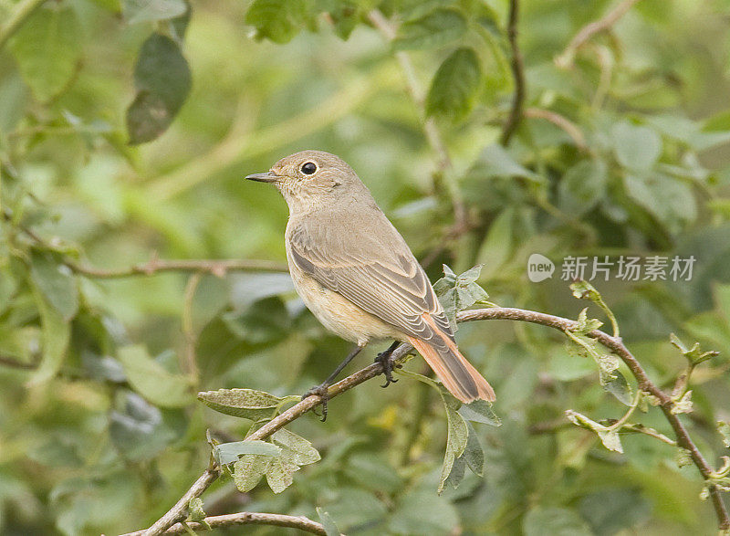 红尾鸲(Phoenicurus-phoenicurus)