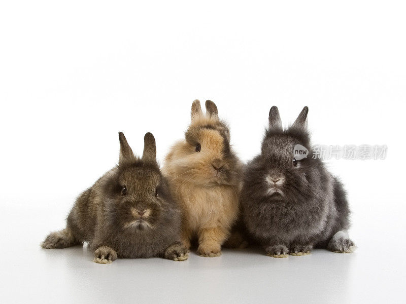 三只小兔子，白色的背景