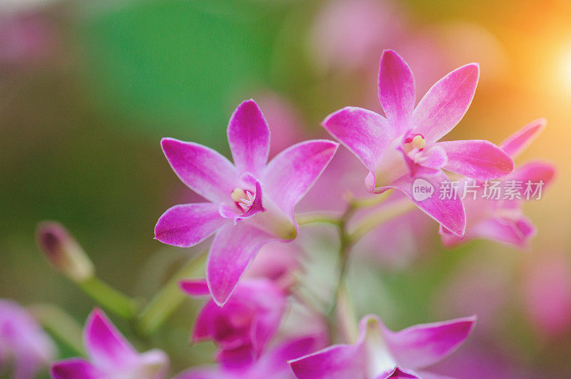 紫色的兰花兰花