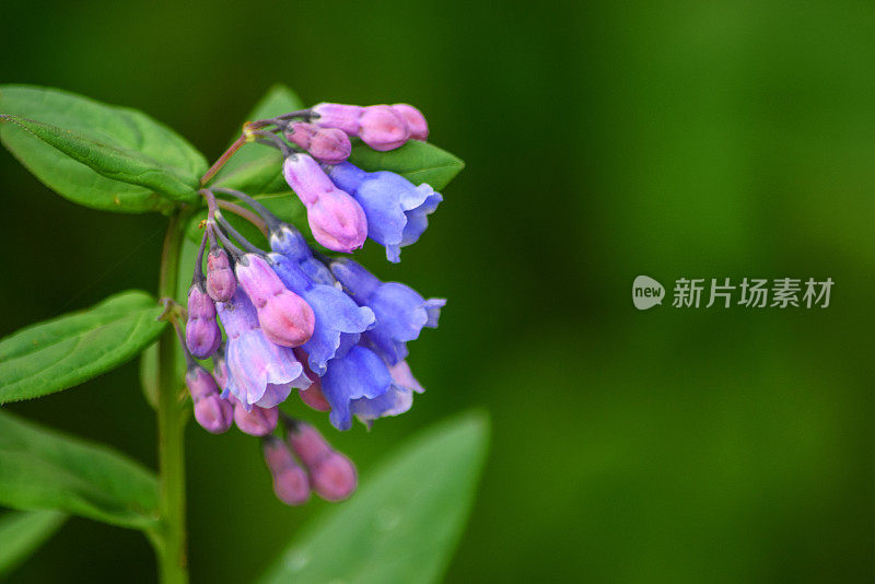 维吉尼亚蓝铃野花