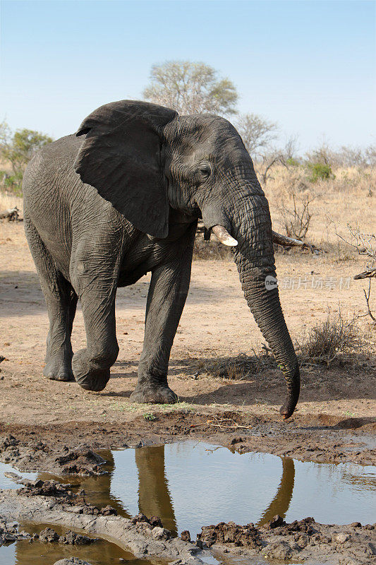 非洲大象从水坑里喝水