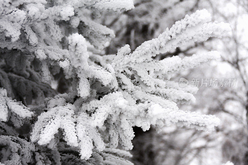 雪常绿树枝