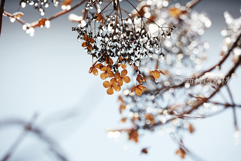 褐色的枯枝在冬天背光照射
