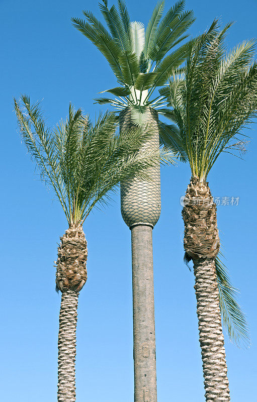 在南加州，被称为棕榈树的细胞塔