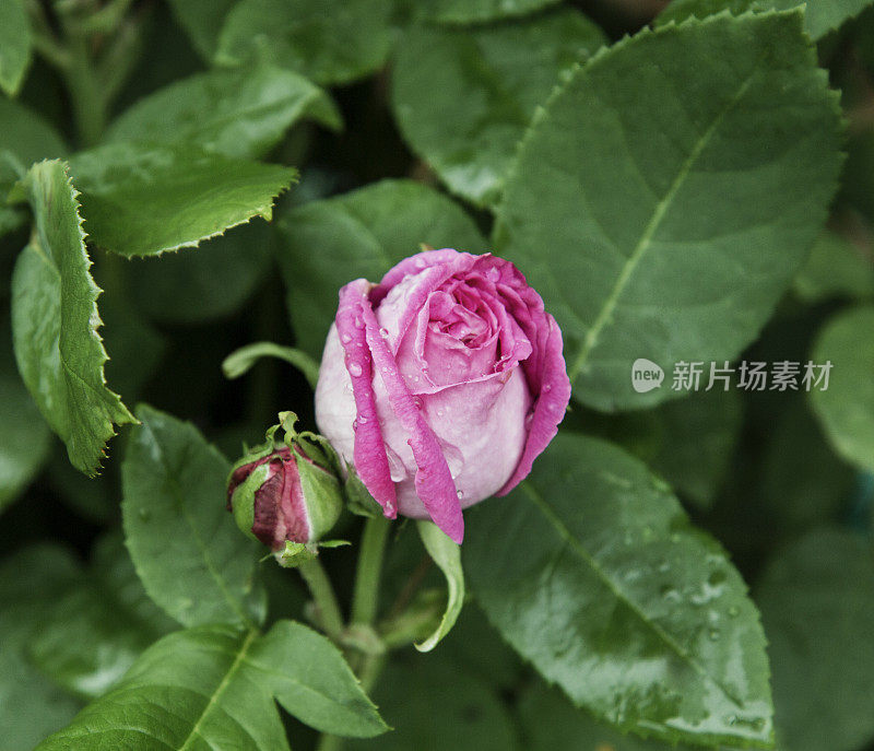 雨后玫瑰