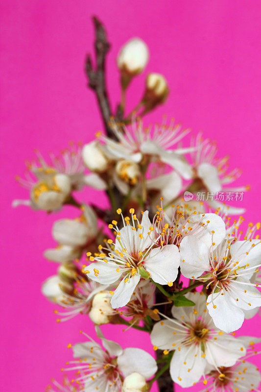 白色和粉红色的梅花花在明亮的粉红色背景