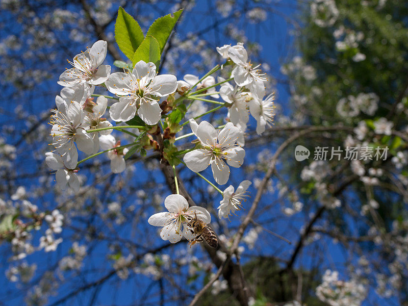 樱花白花与传粉蜜蜂