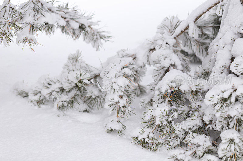 大雪覆盖松枝