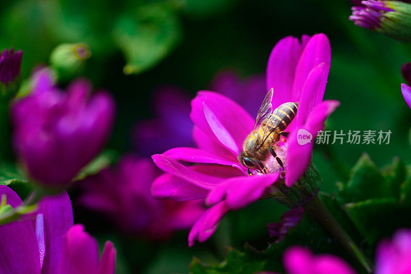 蜜蜂从花中采集花蜜