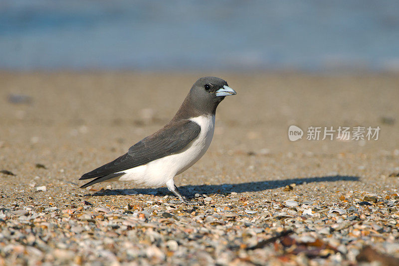 澳大利亚海滩上的白胸Woodswallow