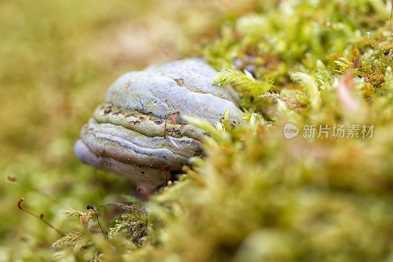 新鲜苔藓中的火绒真菌