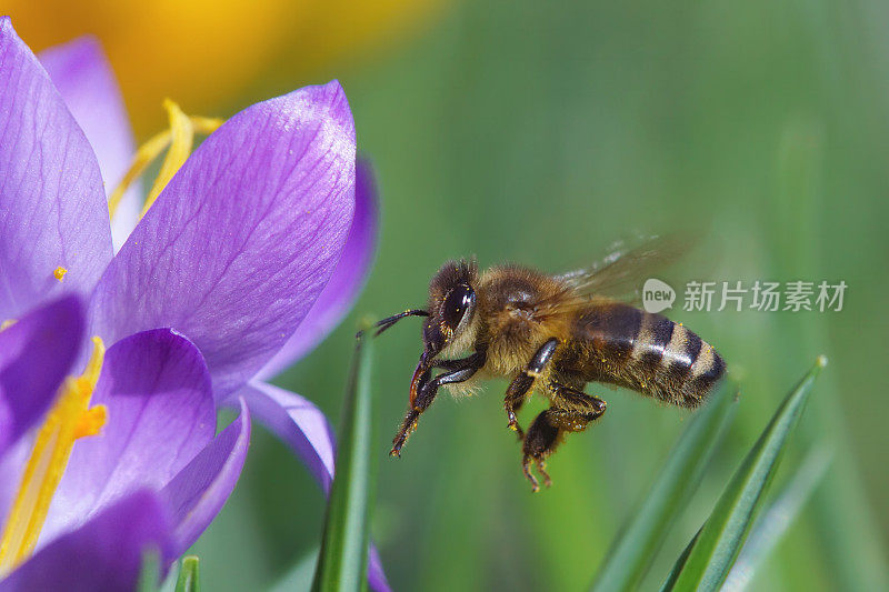 蜜蜂在番红花上飞