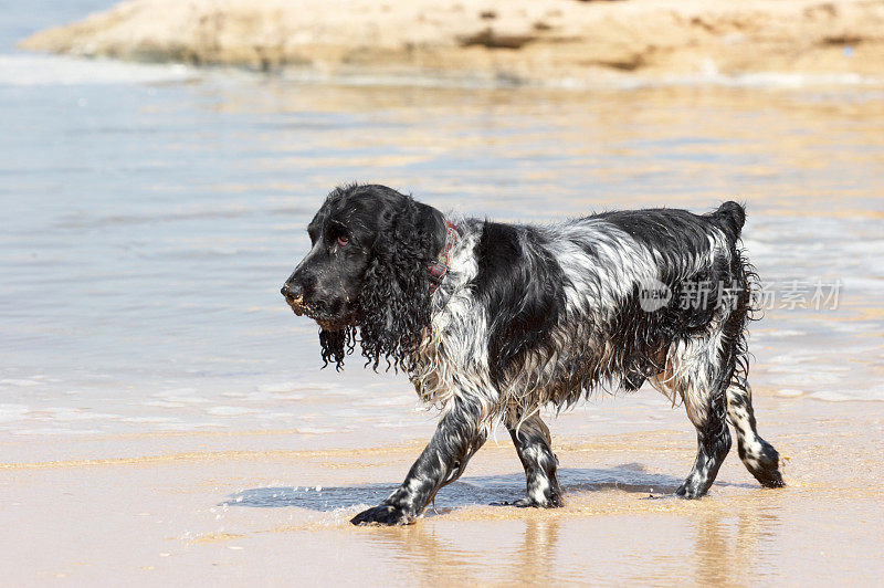 西班牙猎犬在海滩上玩得很开心