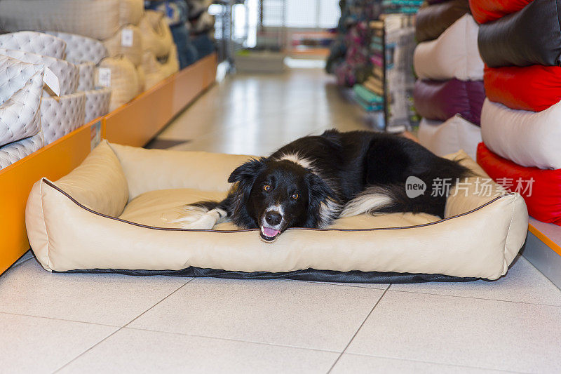 可爱的边境牧羊犬在宠物店休息