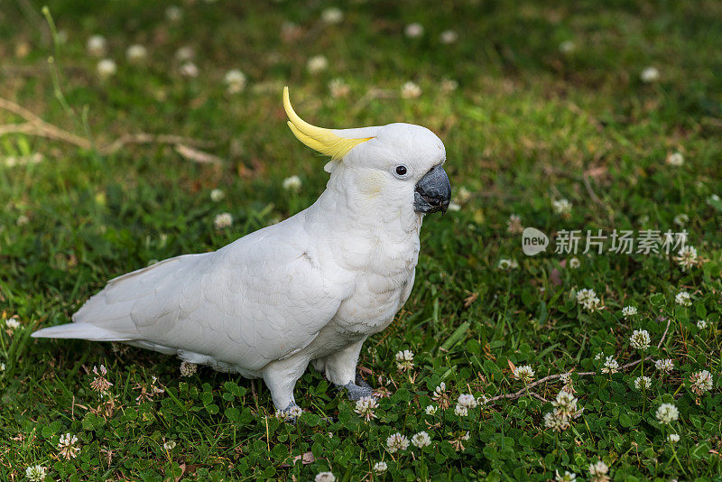 硫葵花凤头鹦鹉