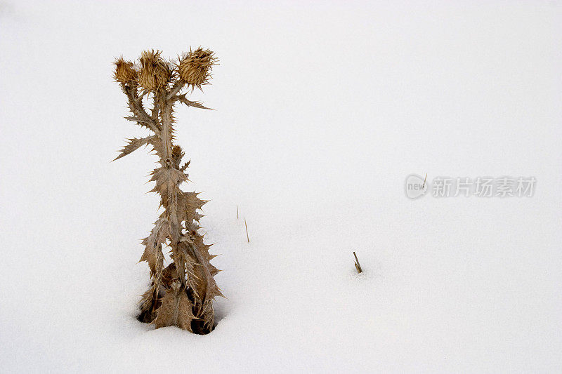 蓟的雪