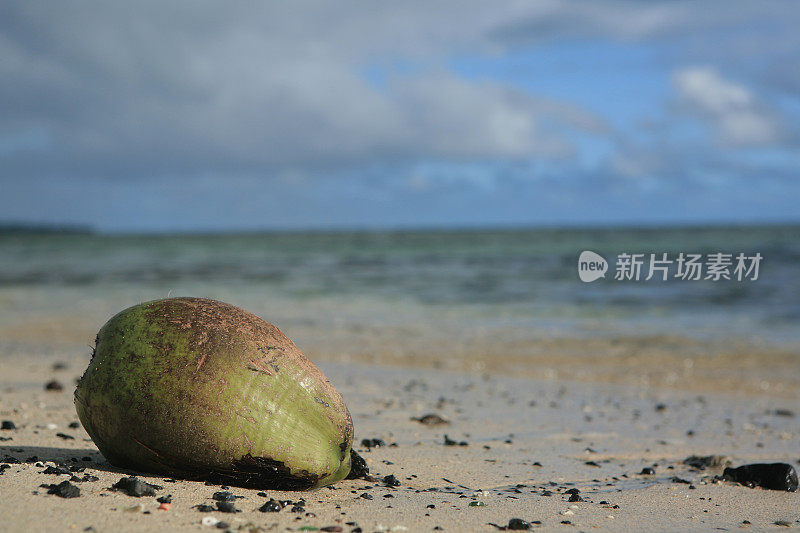 椰子特写镜头