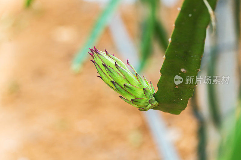 火龙果花蕾绽放，火龙果在温室里绽放