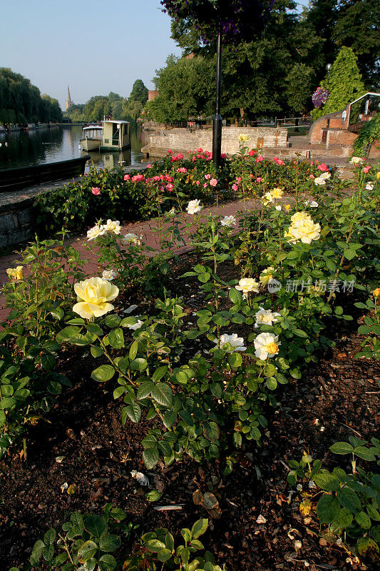 埃文河畔斯特拉特福的玫瑰园