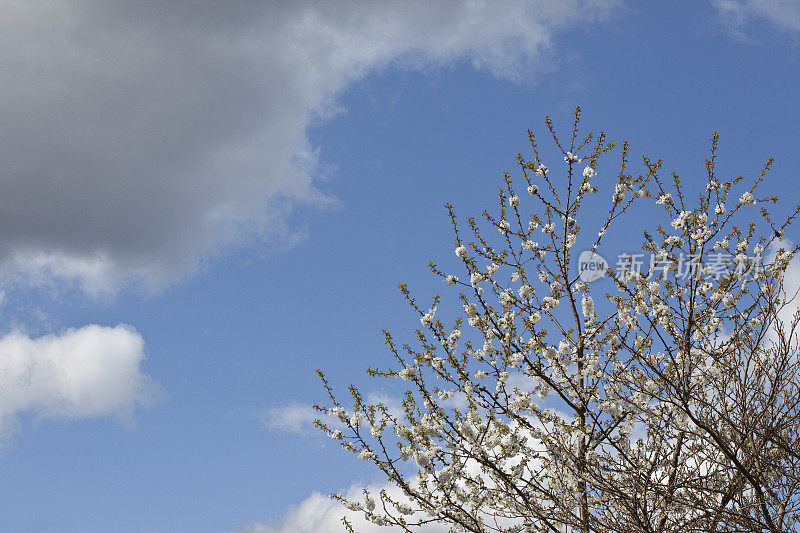 梨树对着天空