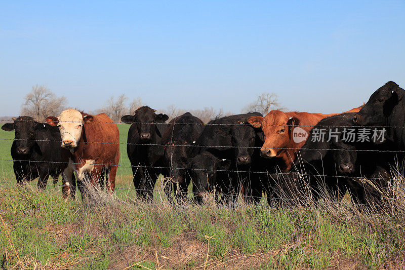 农业:麦田里的混种牛