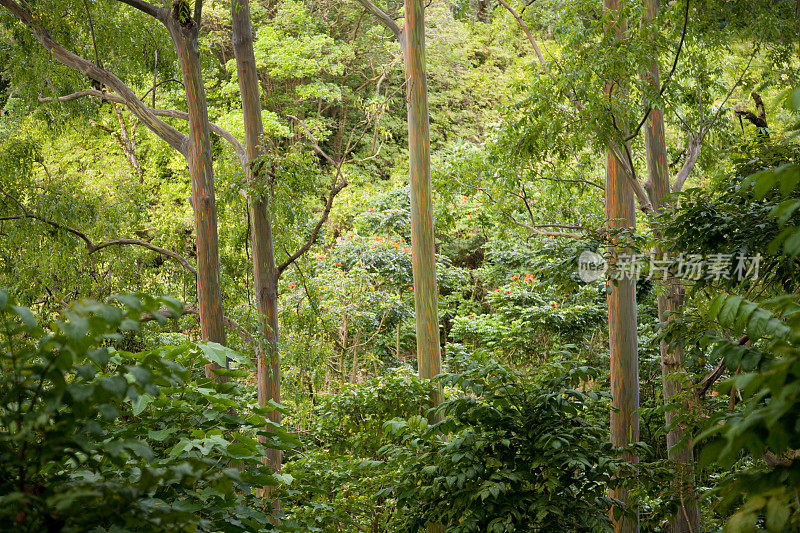 毛伊岛哈纳高速公路沿线热带雨林中的桉树