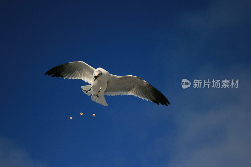 海鸥吃麦片