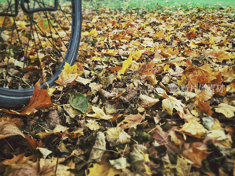 自行车，前轮在秋叶里