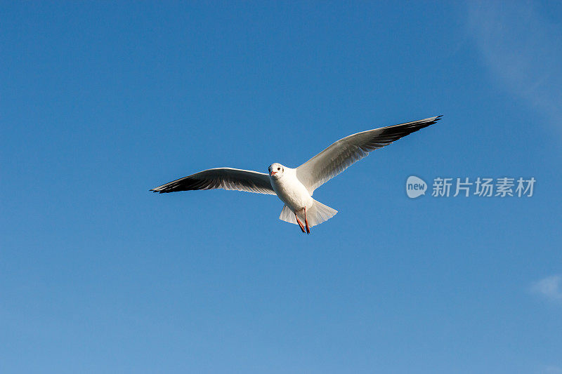 海鸥-海鸟