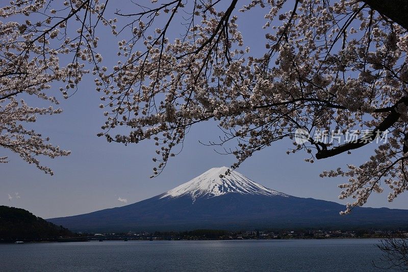 富士山和川口湖的樱花