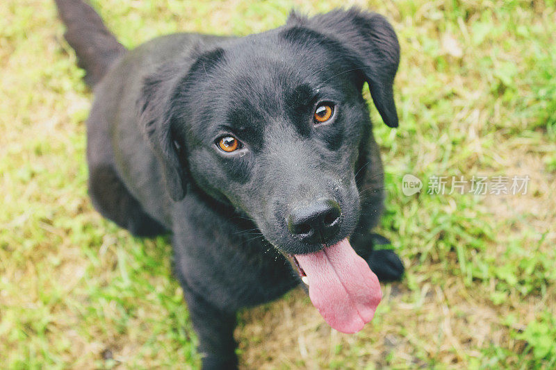 黑色拉布拉多犬在镜头前摆姿势