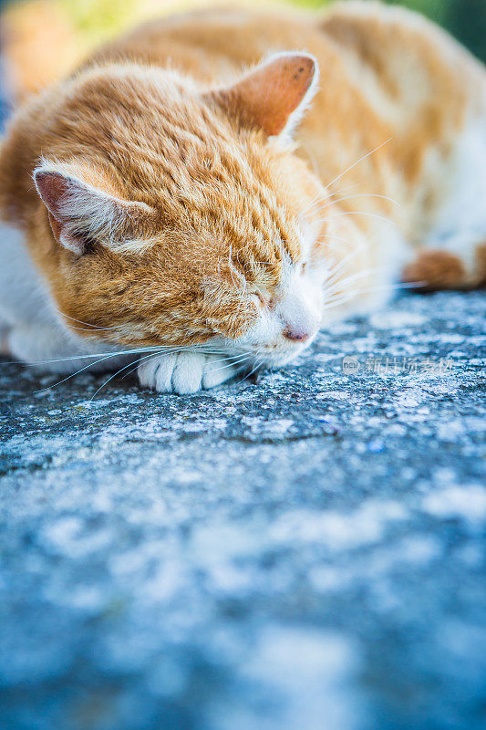 睡觉的猫,在户外