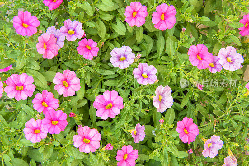 在夏天，彩色的粉色矮牵牛花使花园的背景更加接近