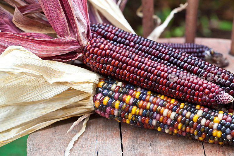 木头上的彩色干印第安玉米