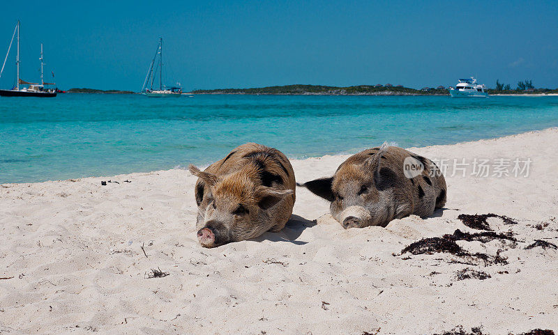海滩上的斯坦尼尔礁猪