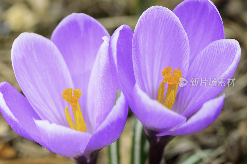 早春番红花(番红花纪念)