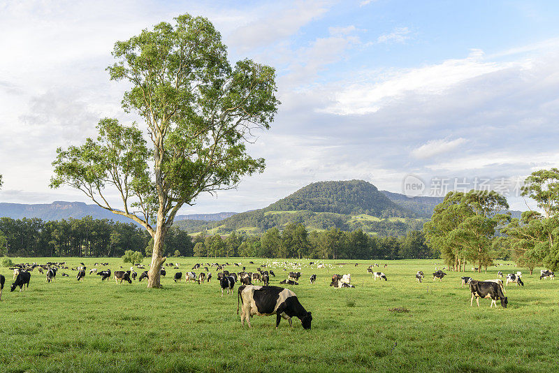 澳大利亚新南威尔士州的奶牛群