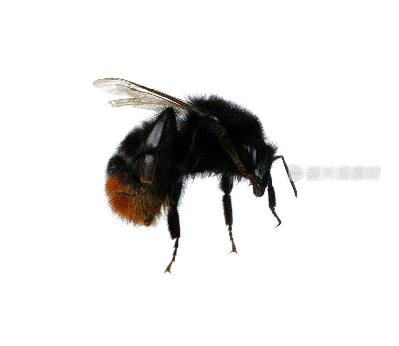 大黄蜂