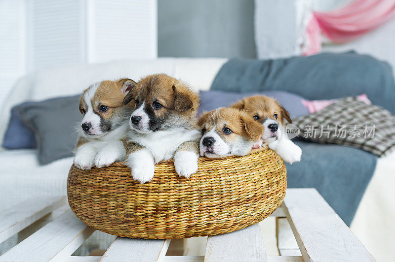 篮子里有四只可爱的小狗。3月8日之前送你一份礼物。