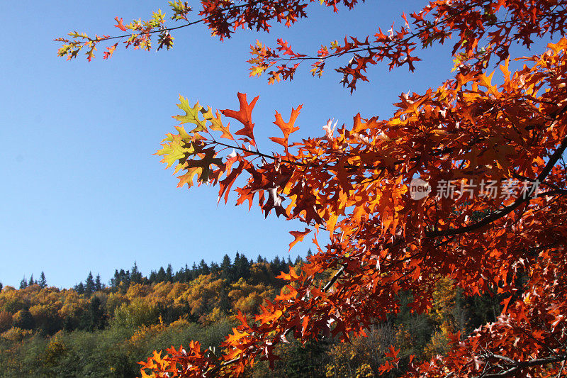 橡树叶突出秋天的颜色