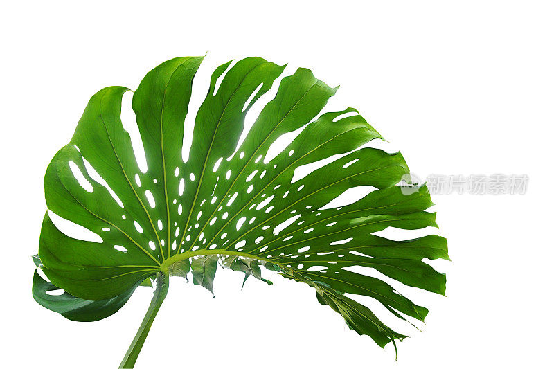 生长于野外的热带叶类植物，白色背景，包括剪枝路径。
