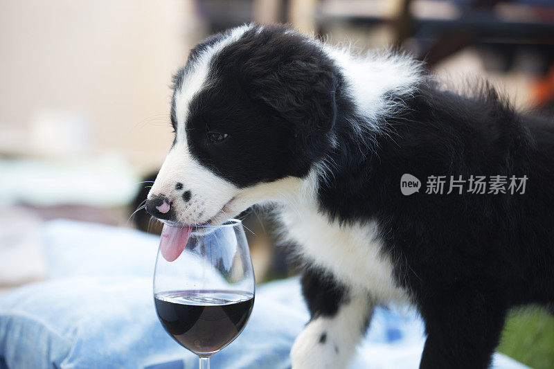 一只红酒杯里吐着舌头的边境牧羊犬