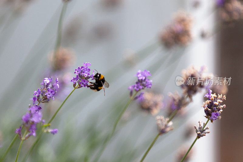大黄蜂在薰衣草花上觅食
